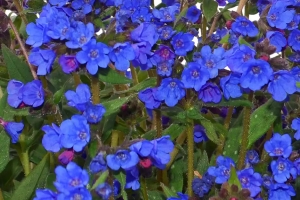 Pulmonaria 'Nova Cobalt' New 2026